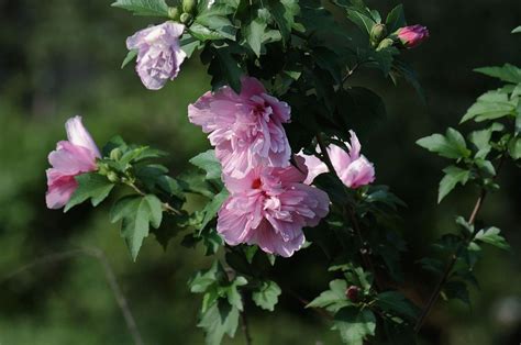 木槿 花|木槿属